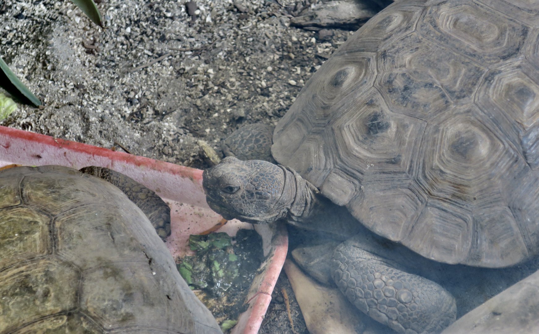 Sonoran Desert Tortoise (Gopherus morafkai)