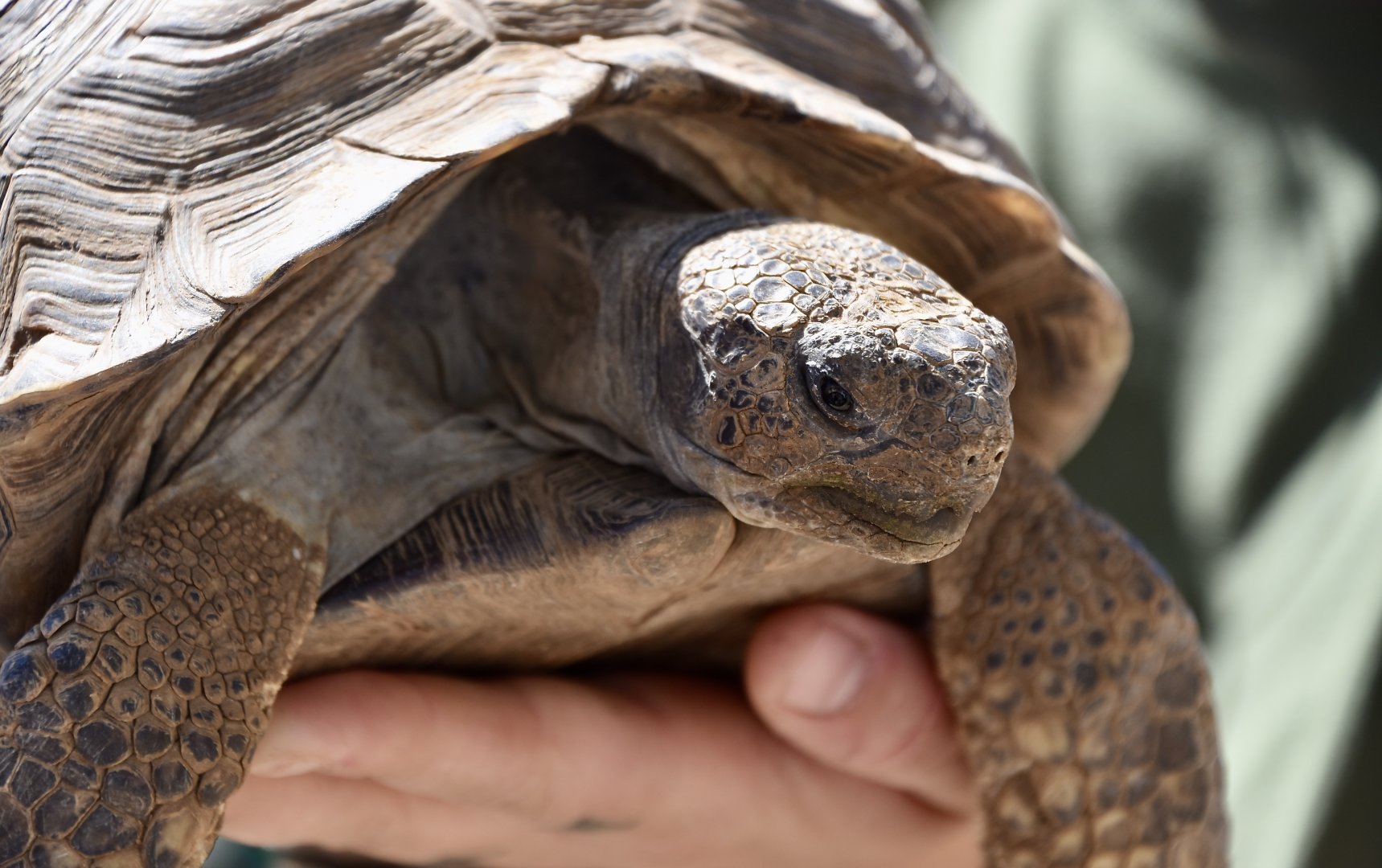 Sonoran Desert Tortoise (Gopherus morafkai)