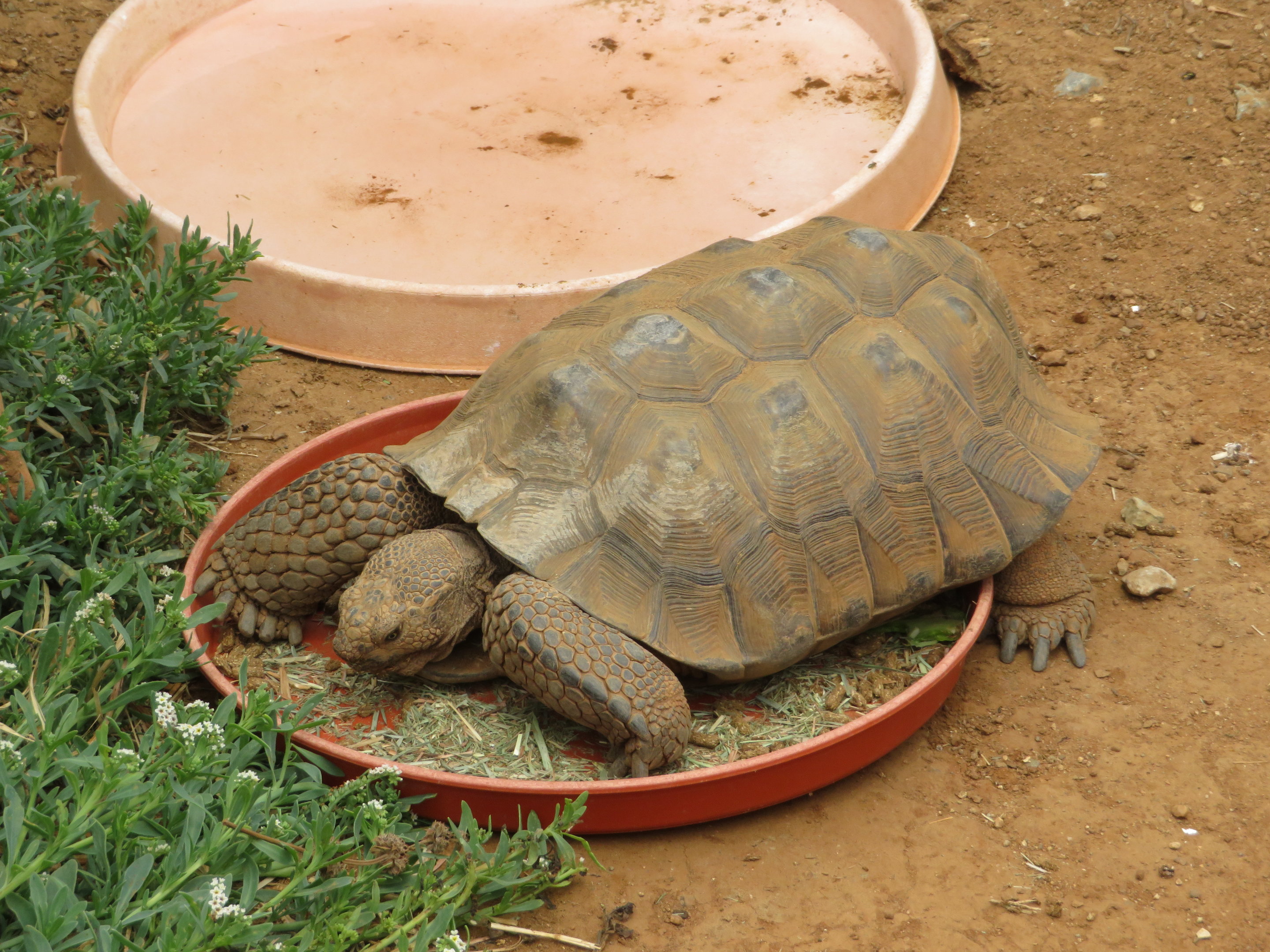 Sonoran Desert Tortoise