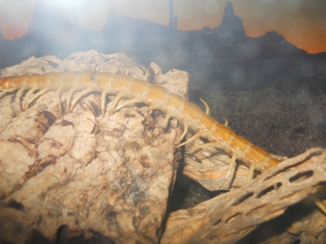 Sonoran Giant Centipede walks by