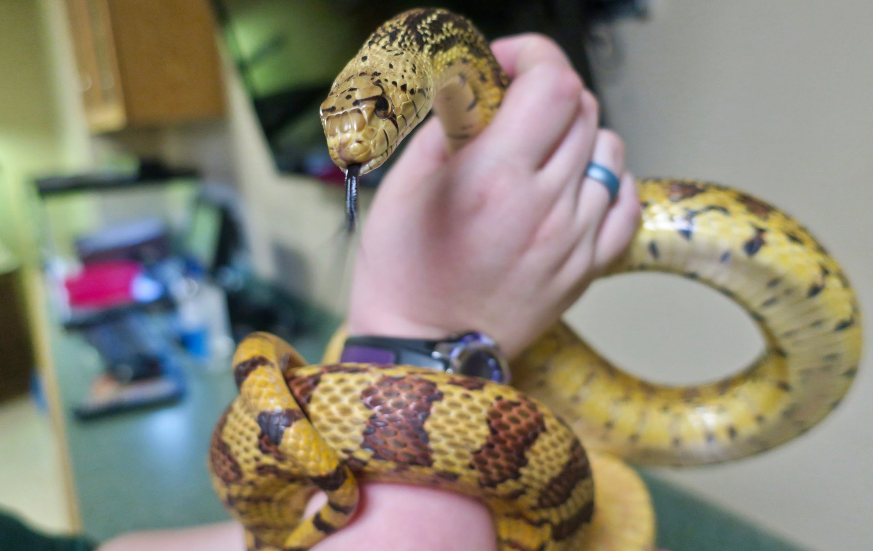 Sonoran Gopher Snake (Pituophis catenifer affinis)