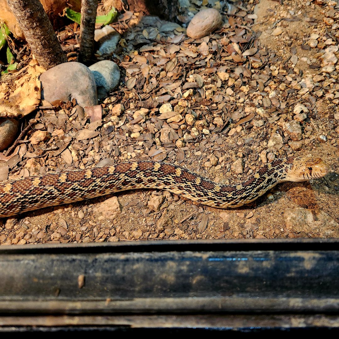 Sonoran Gopher Snake (Pituophis catenifer affinis)