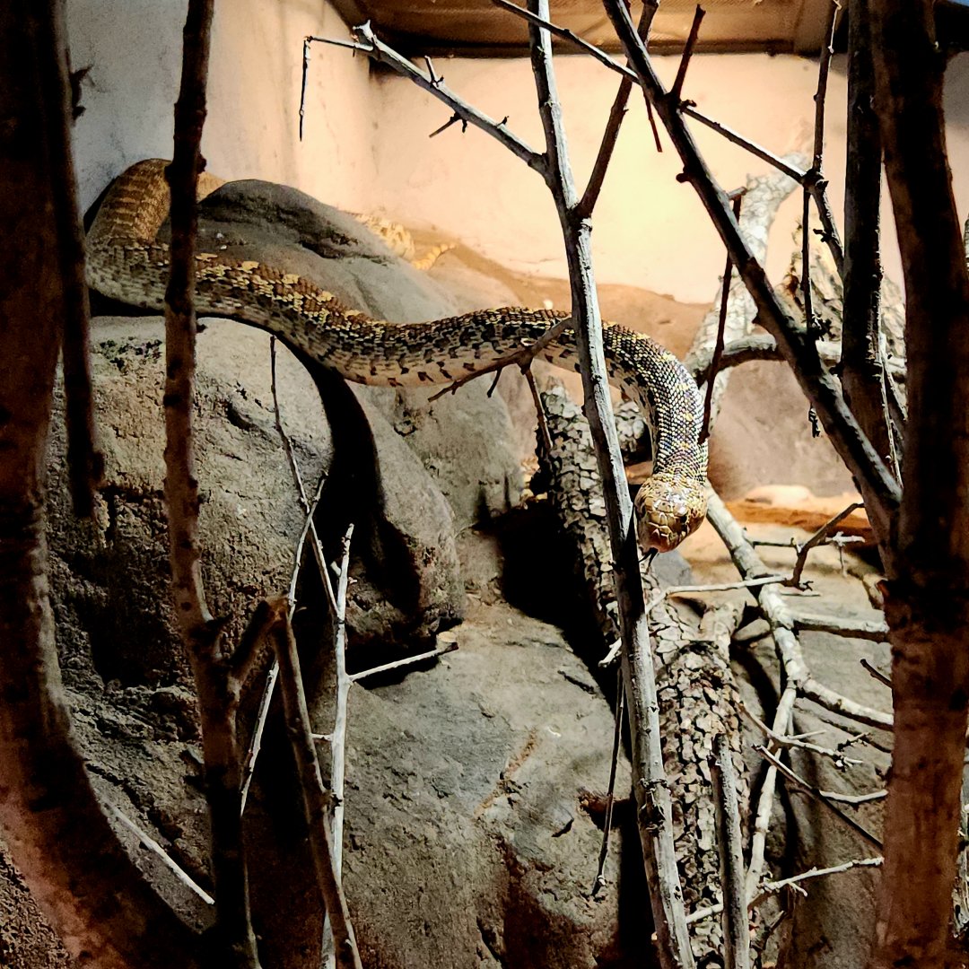 Sonoran Gopher Snake (Pituophis catenifer affinis)