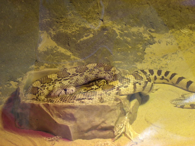 Sonoran Gopher Snake