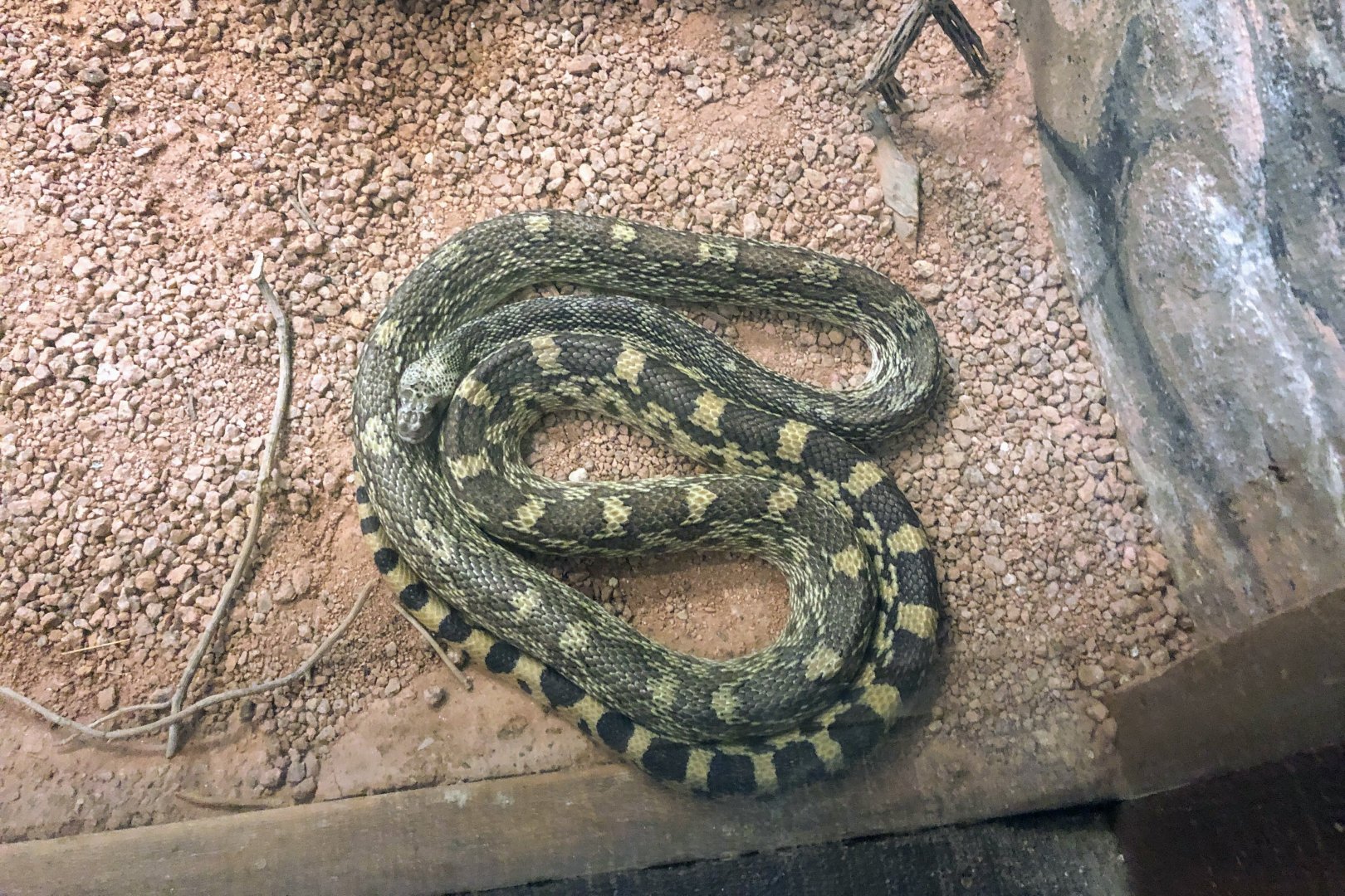 Sonoran Gopher Snake