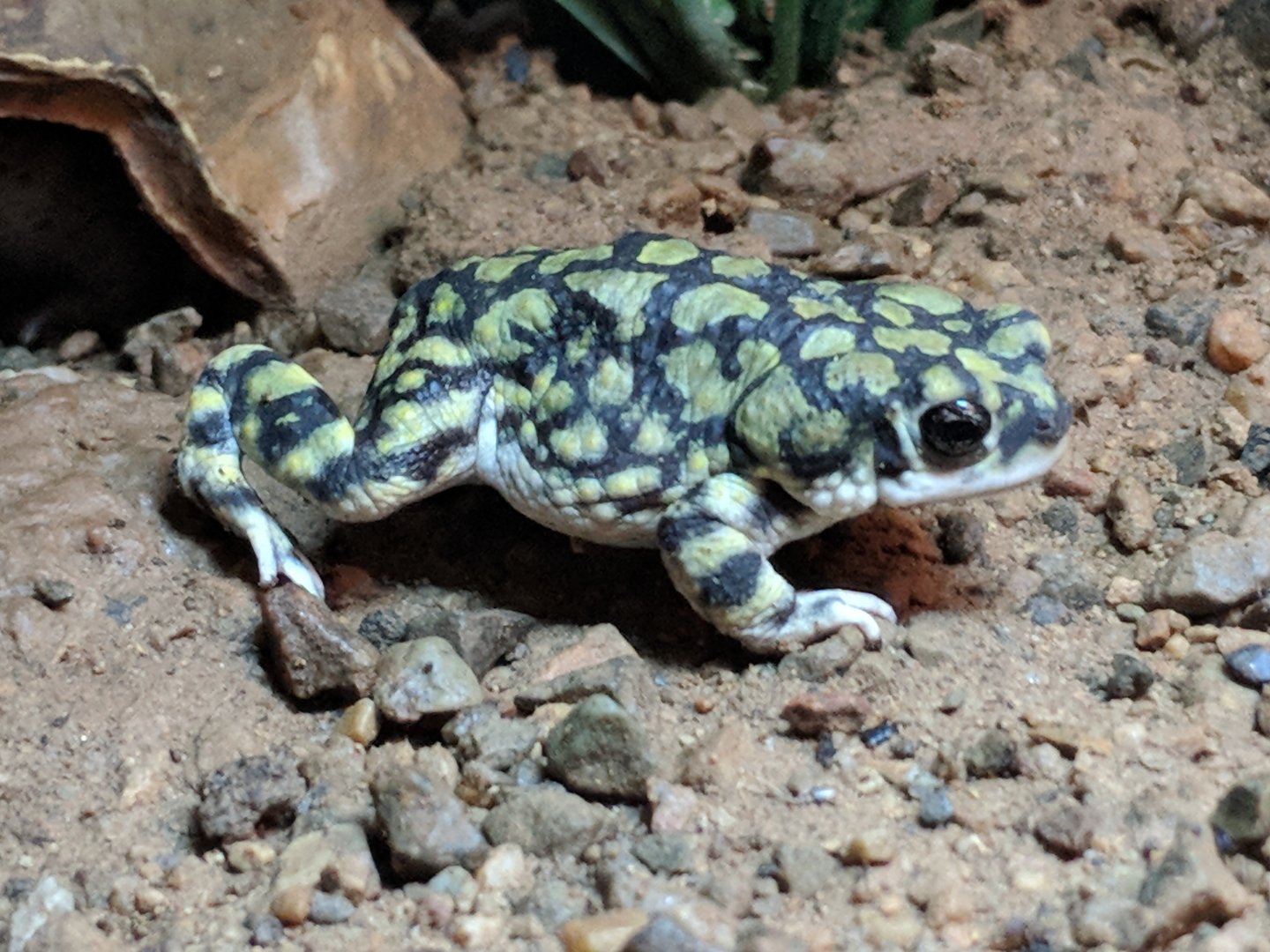 Sonoran green toad (Anaxyrus retiformis)
