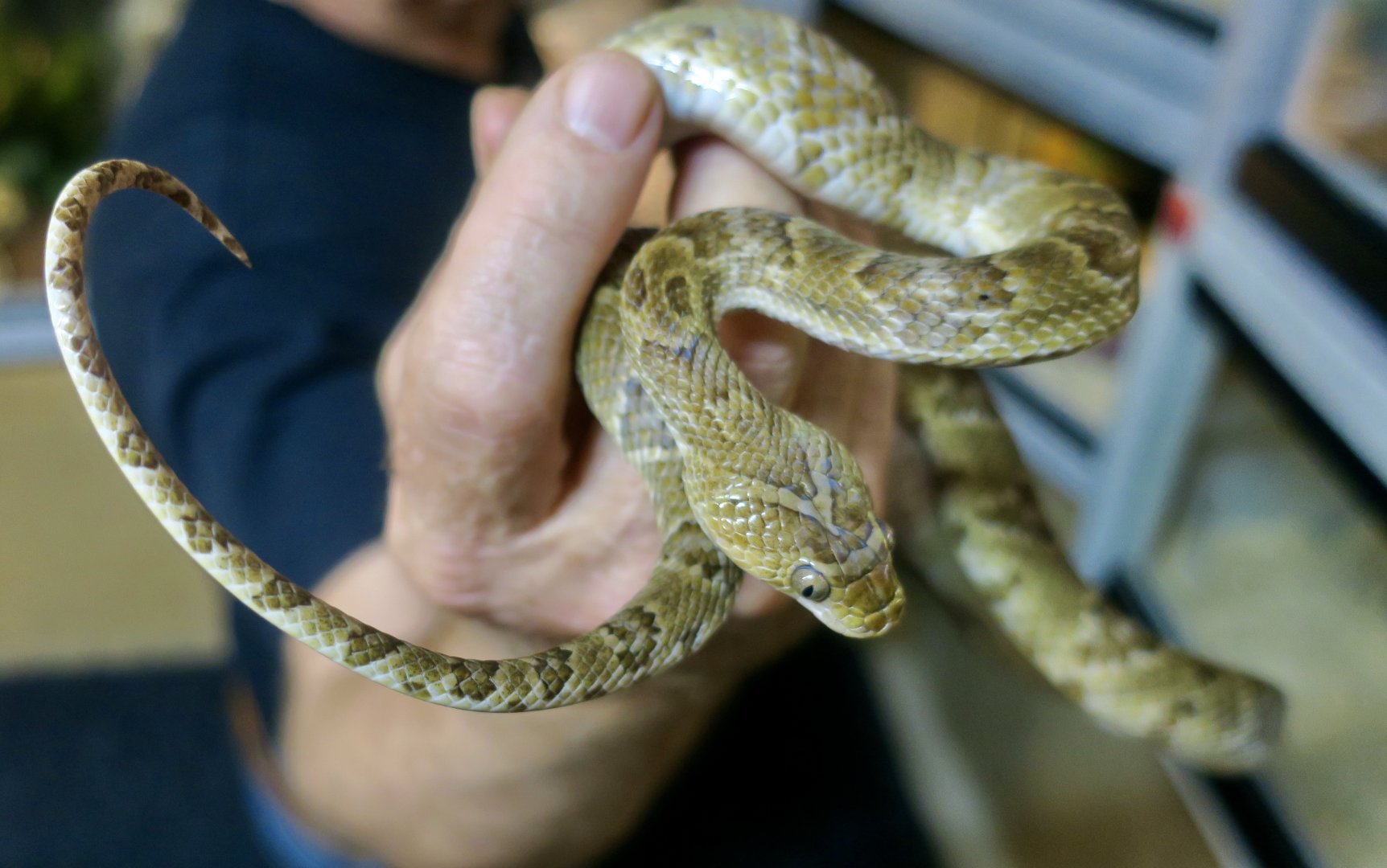 Sonoran Lyre Snake (Trimorphodon lambda)
