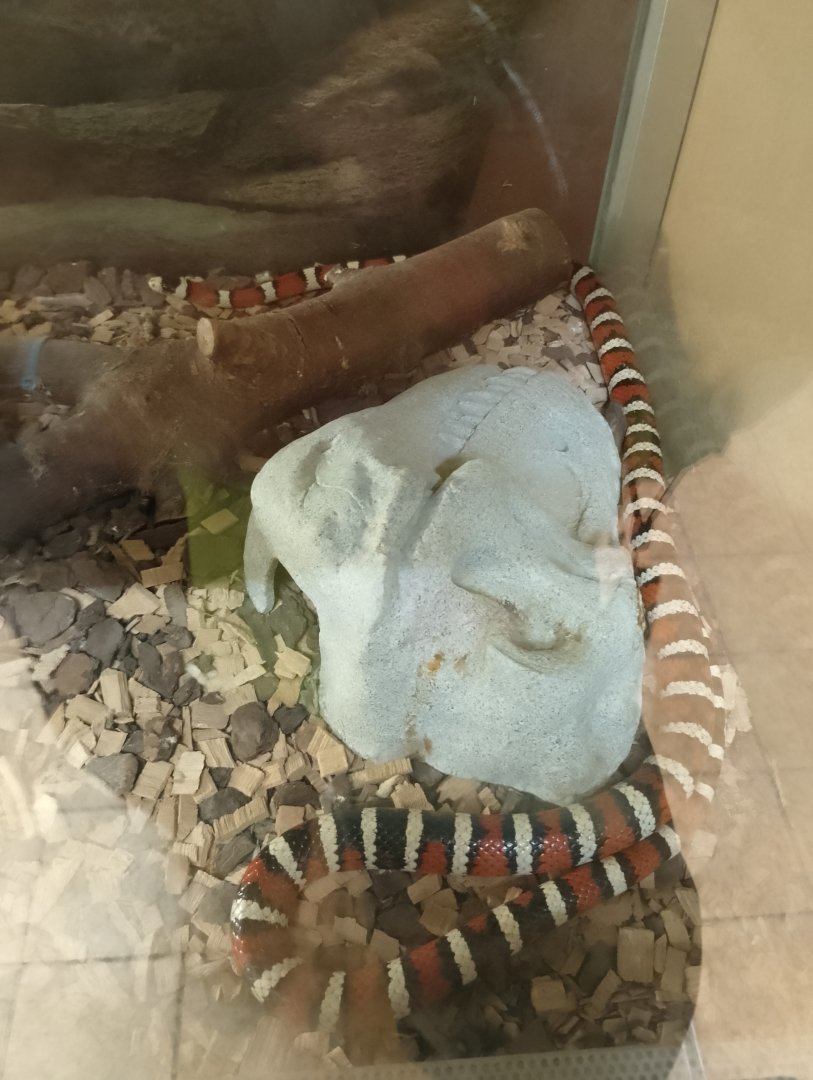Sonoran mountain kingsnake