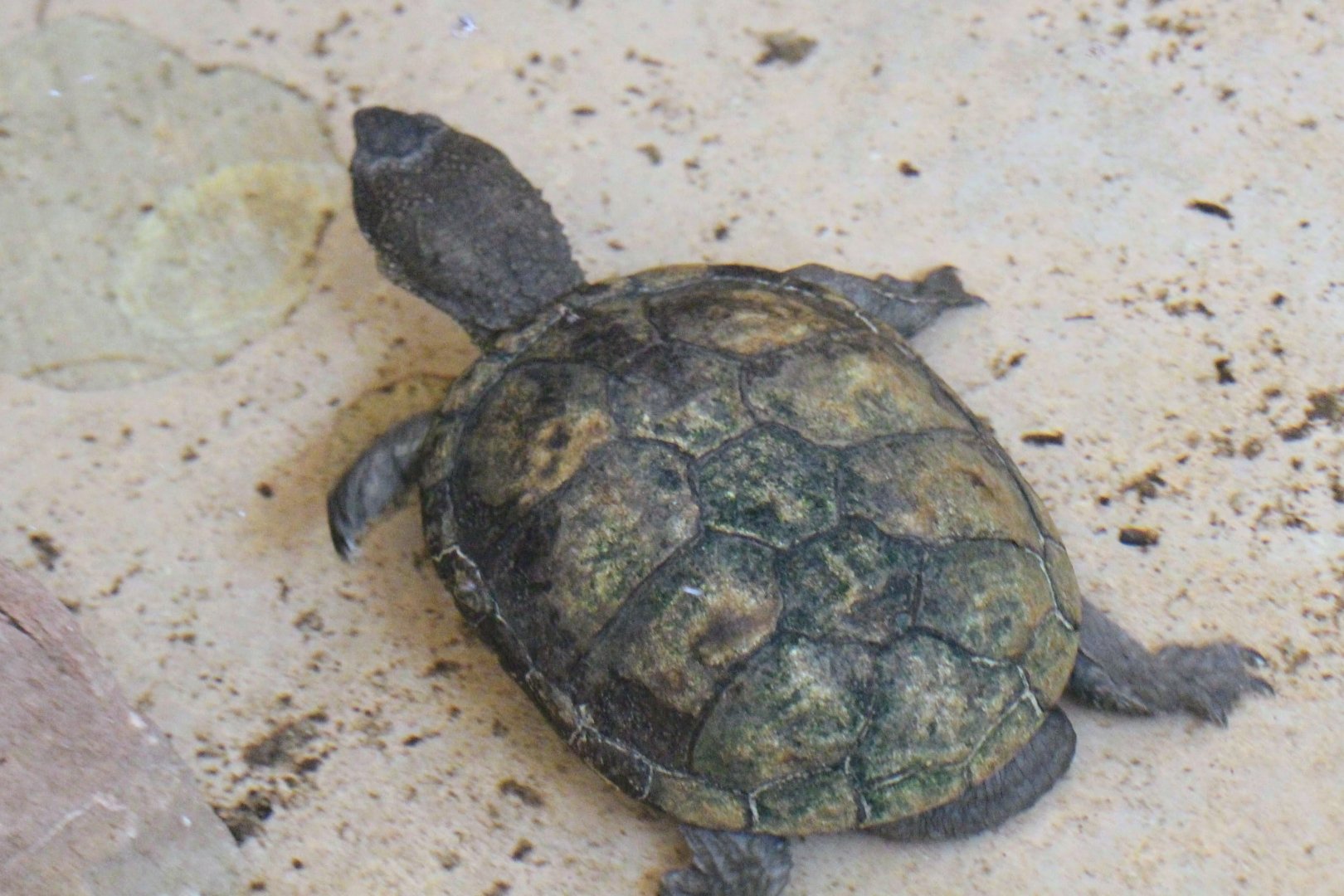 Sonoran Mud Turtle