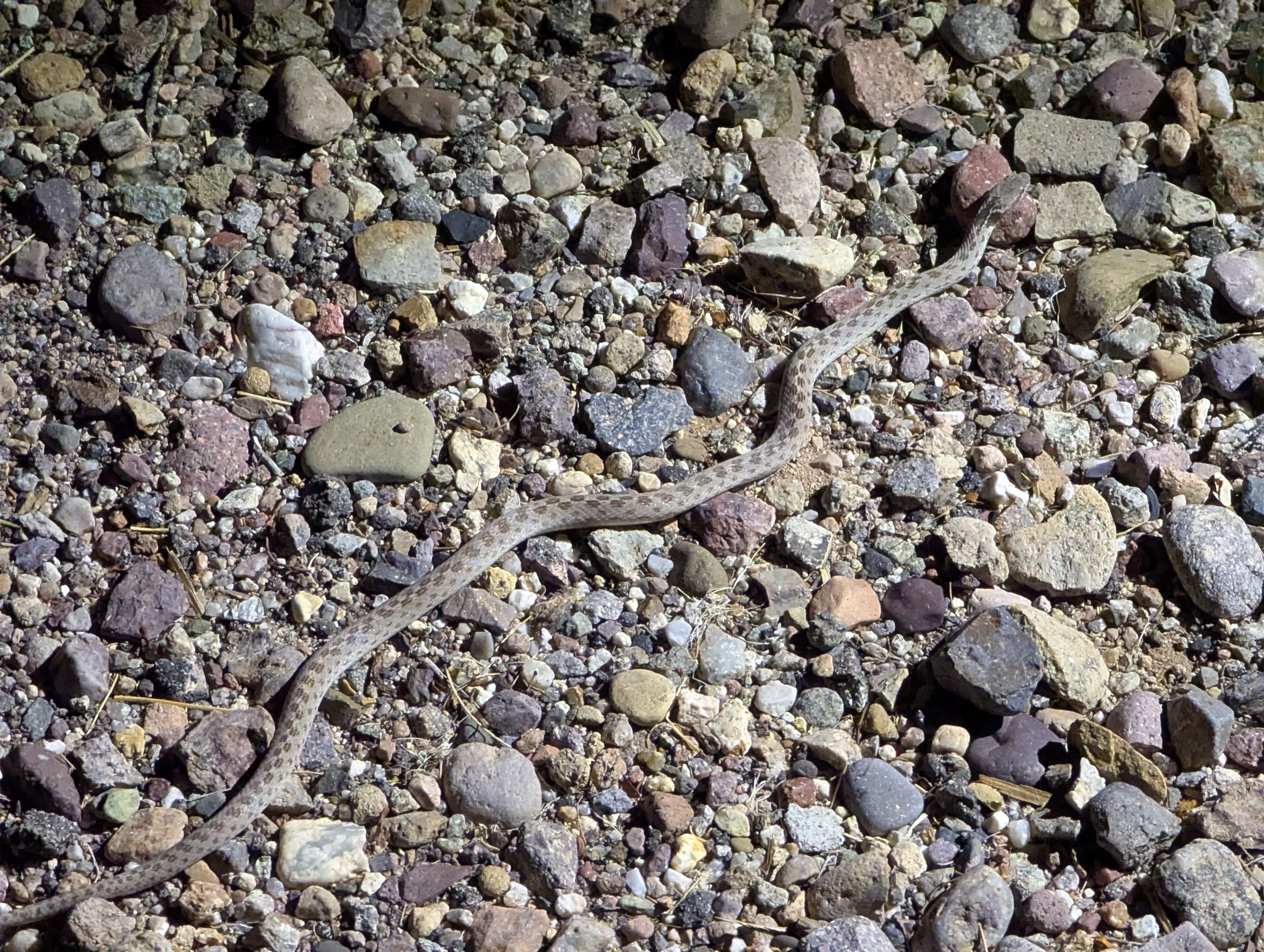 Sonoran night snake (Hypsiglena chlorophaea chlorophaea)