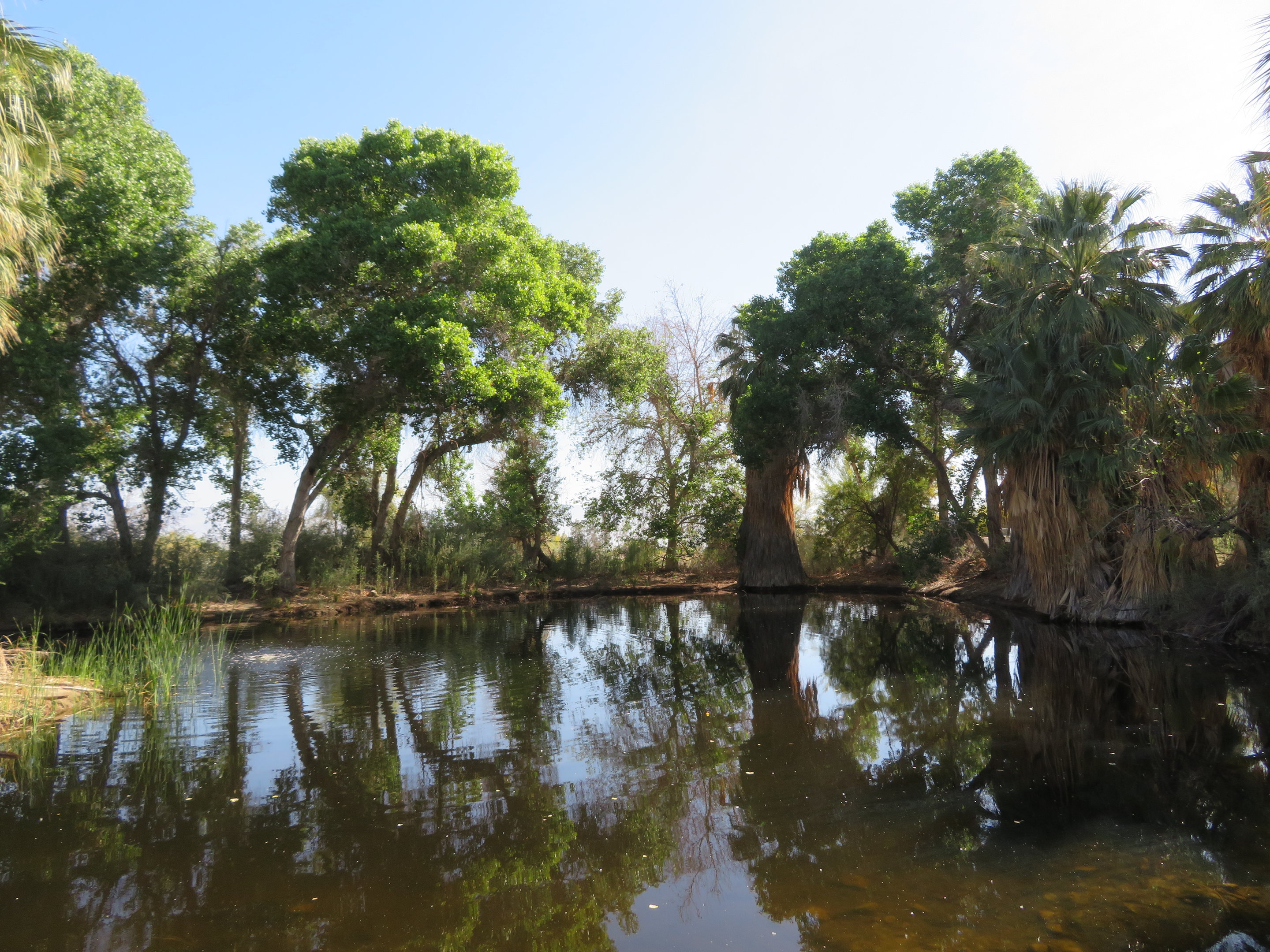 Sonoran Pond with Pupfish