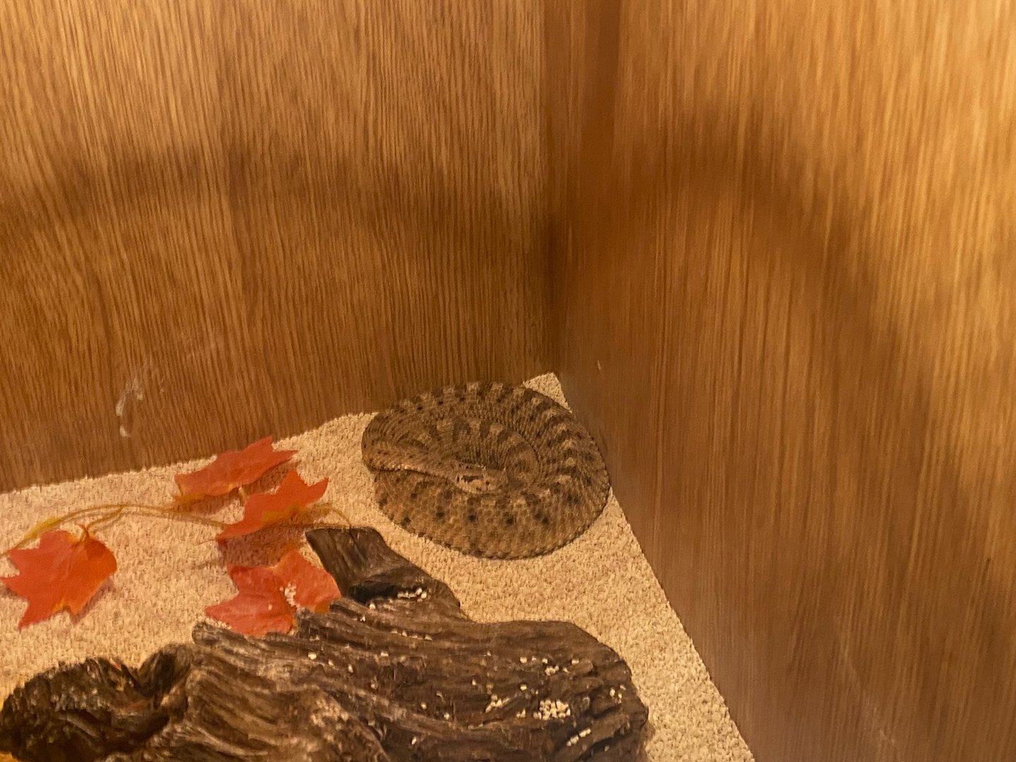 Sonoran sidewinder (Crocs R Us, Bristol) 040923