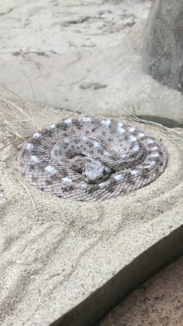 Sonoran Sidewinder (Crotalus cerastes)