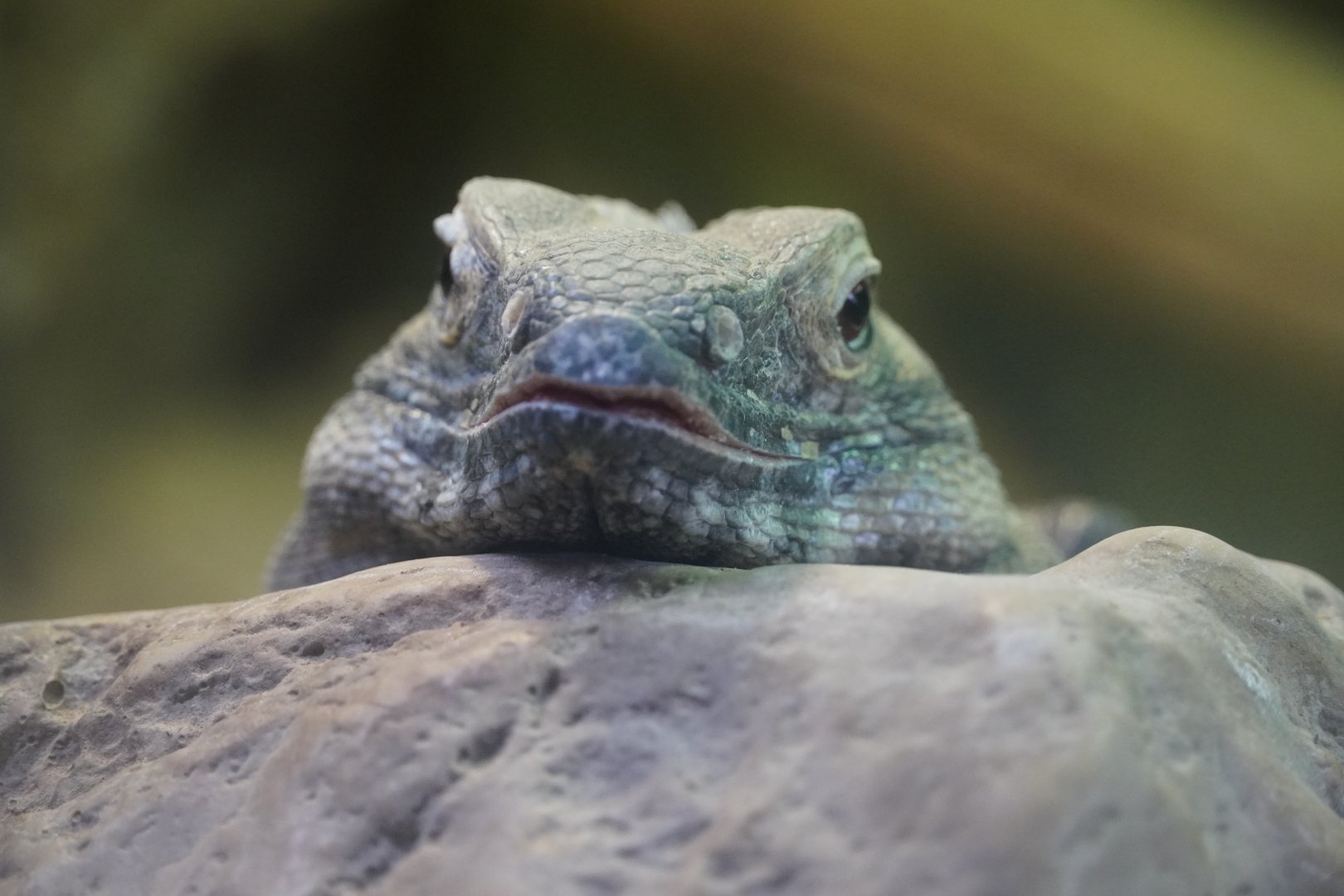 Sonoran Spiny-Tailed Iguana "Henry"
