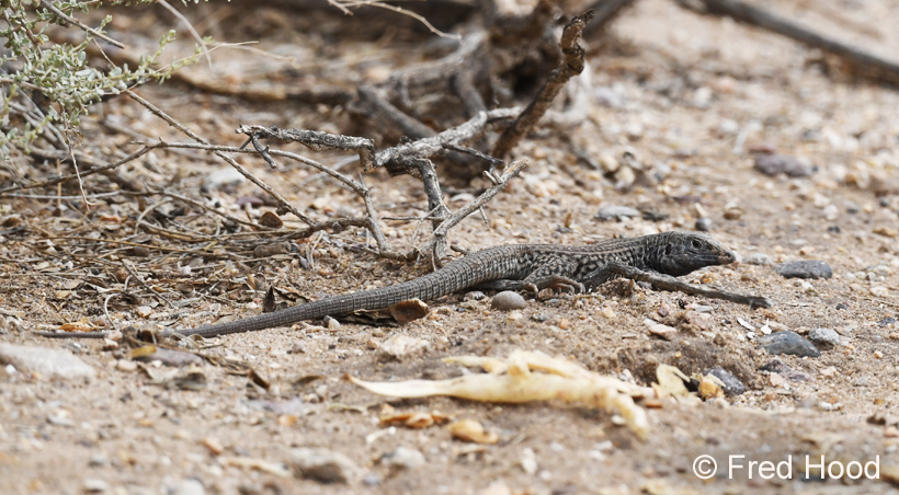 sonoran spotted lizard