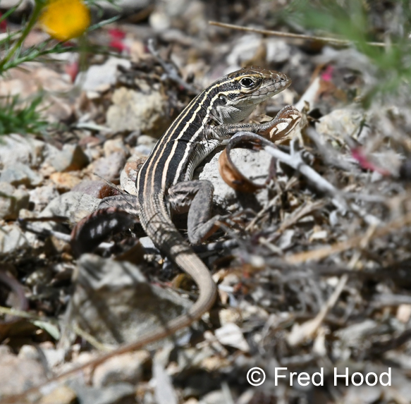 Sonoran spotted whiptail (wild)