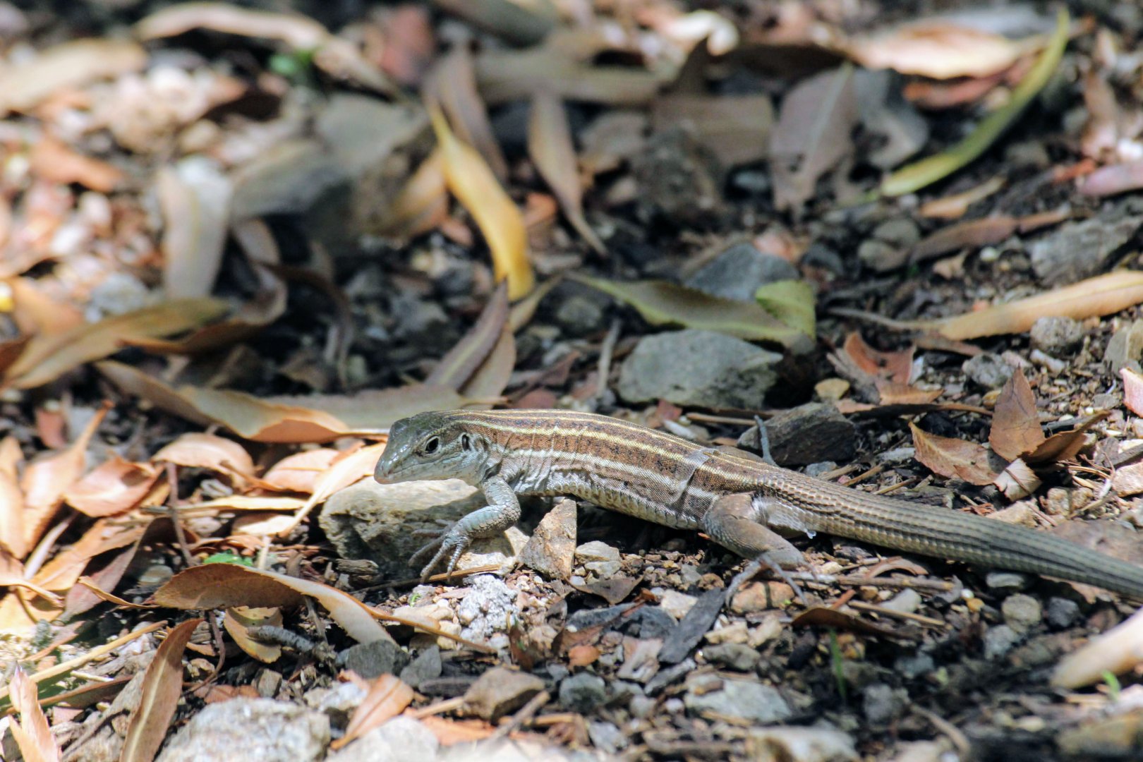 Sonoran Spotted Whiptail (wild)