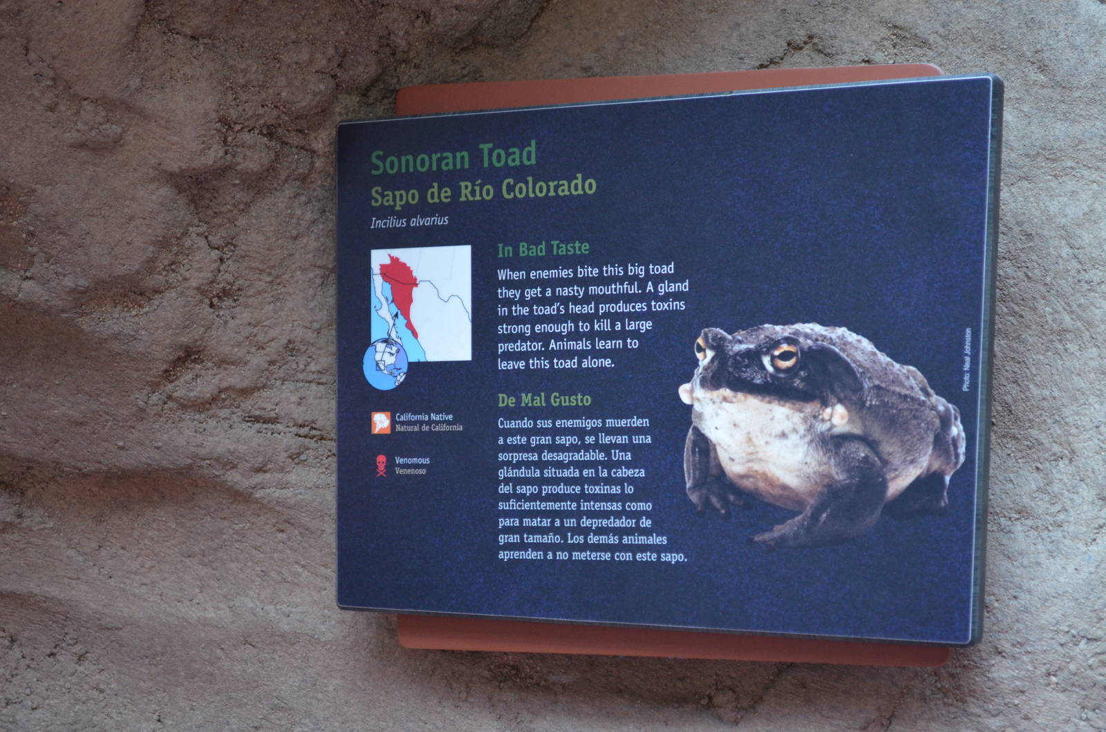 SONORAN TOAD SIGNAGE