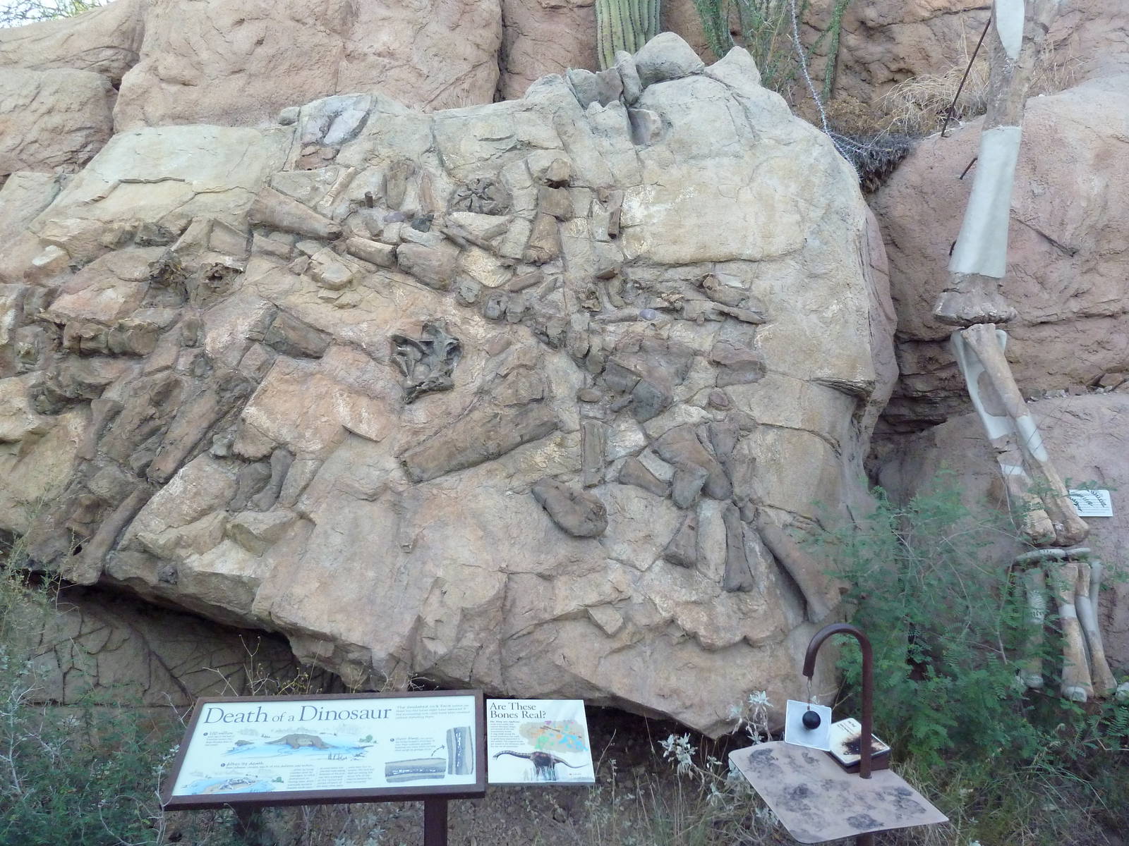 Sonorasaurus Bones