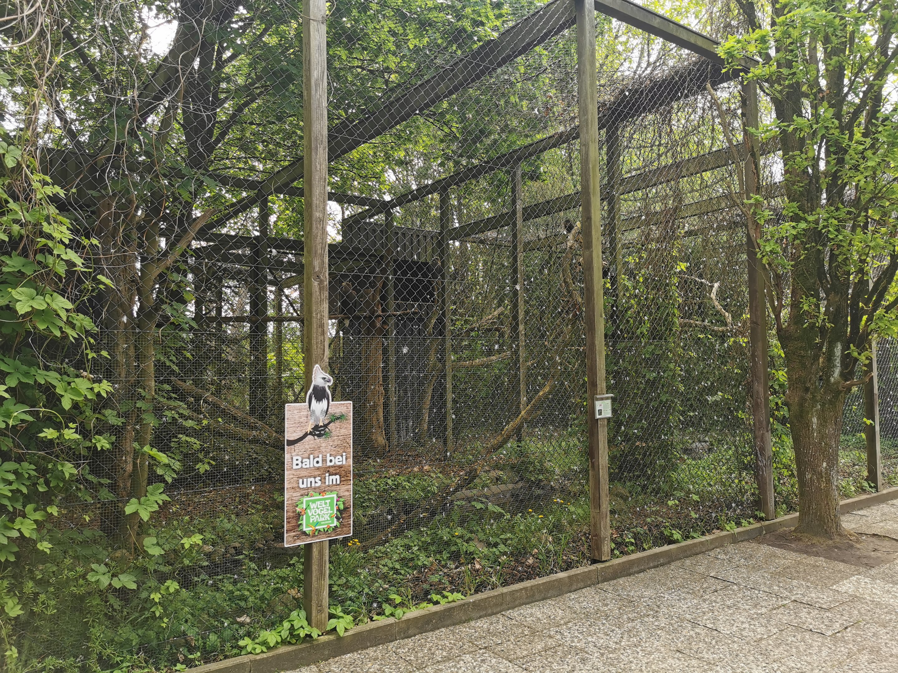 Soon.. Harpy eagle..