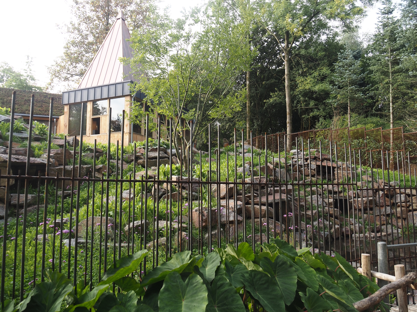 Soon-to-be exhibit for Yellow-footed rock wallabies, 2025-09-30