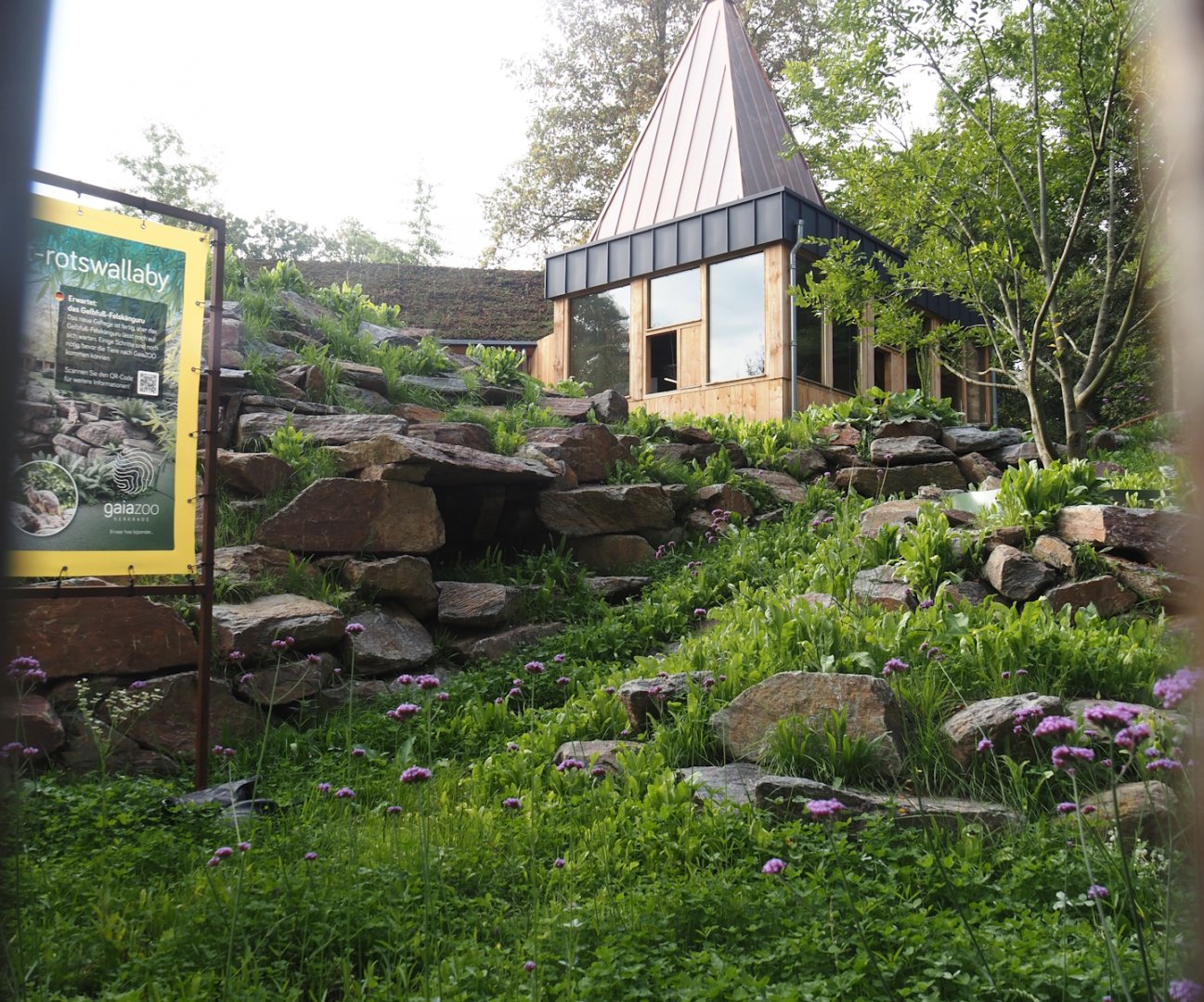 Soon-to-be exhibit for Yellow-footed rock wallabies, 2025-09-30