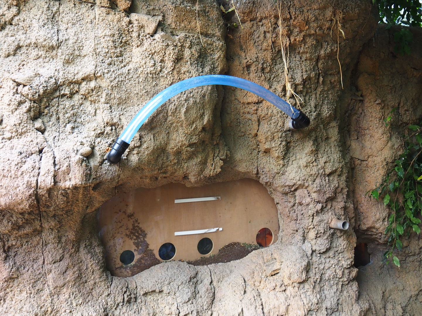 Soon-to-be leafcutter ant colony (Sep 2nd, 2018)