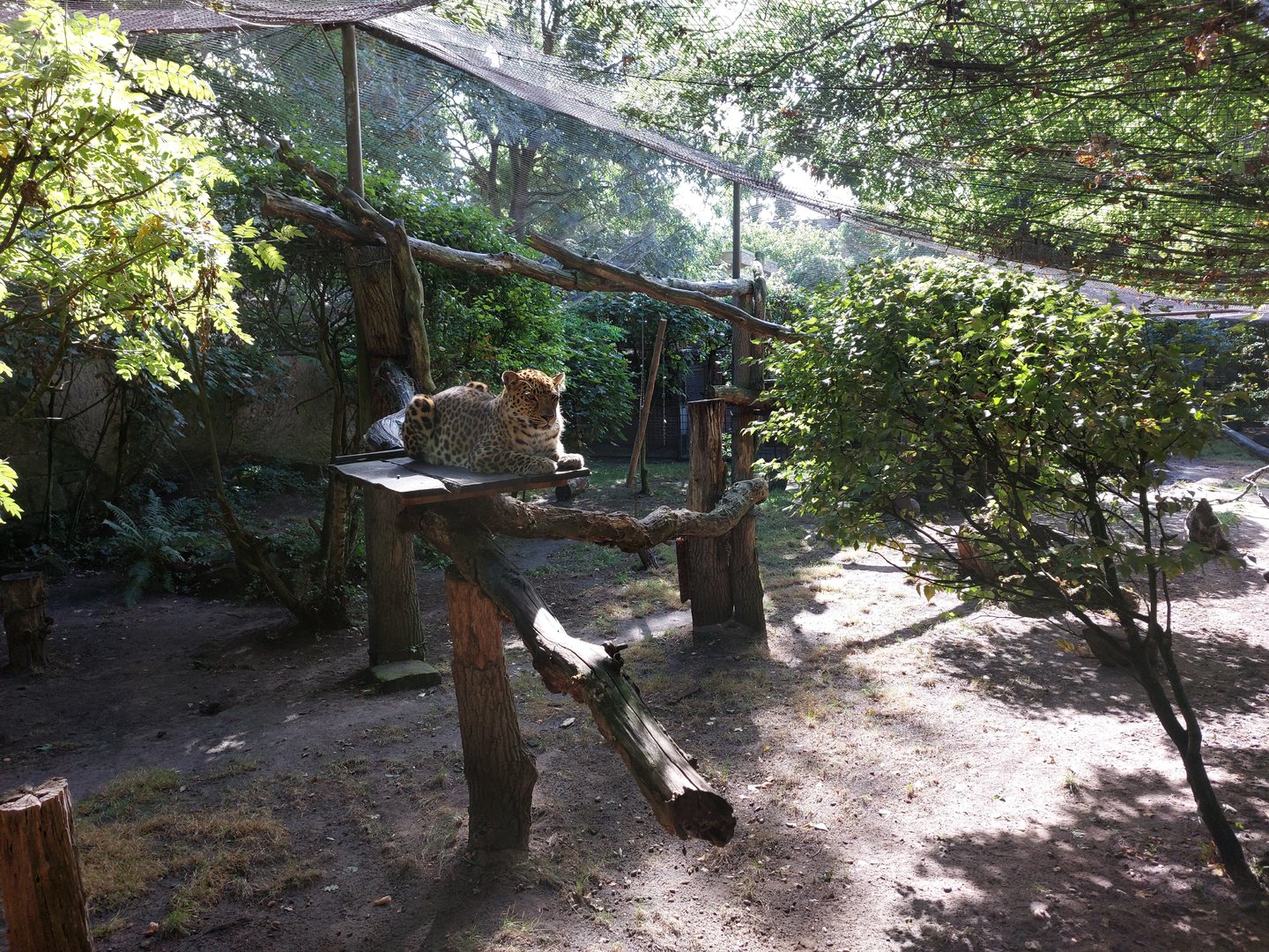 Soon to be replaced Amur leopard cage