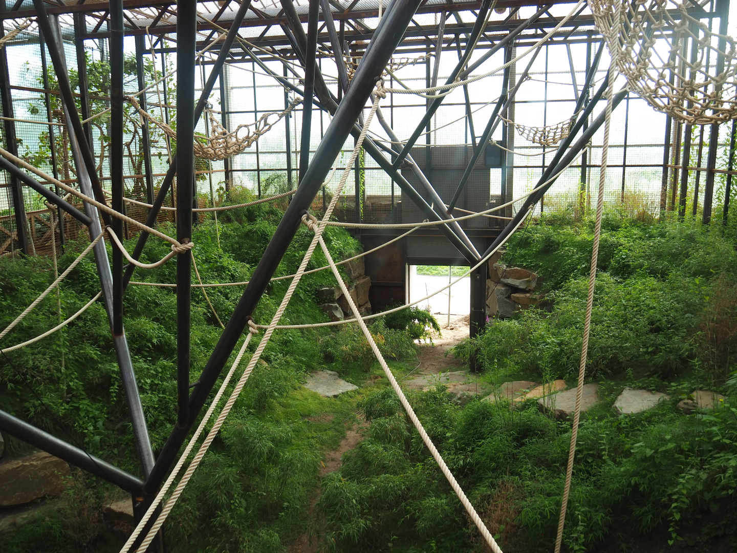 Soon-to-be second Sumatran orangutan indoor exhibit, 2022-07-03