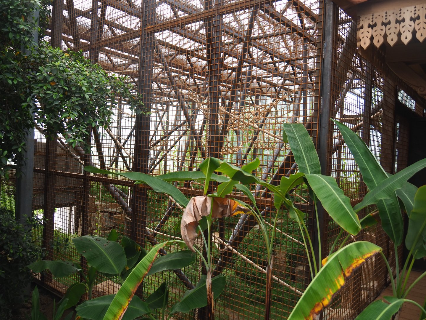 Soon-to-be second Sumatran orangutan indoor exhibit, 2022-07-03