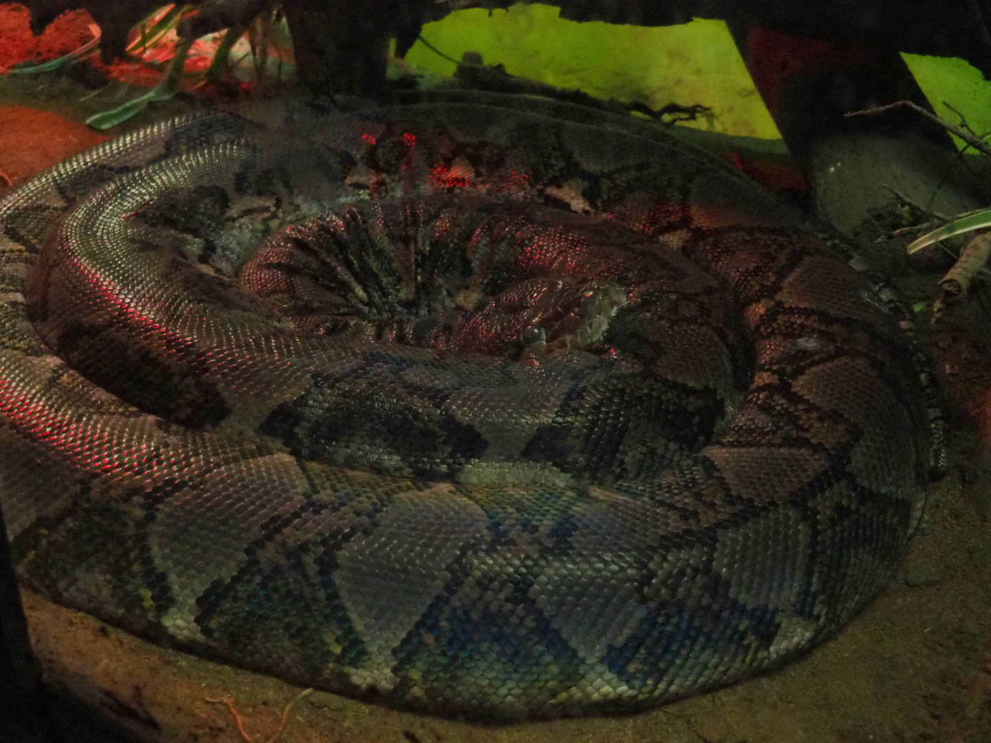 Soon to shed reticulated python (Malayopython reticulatus), 2019-08-04