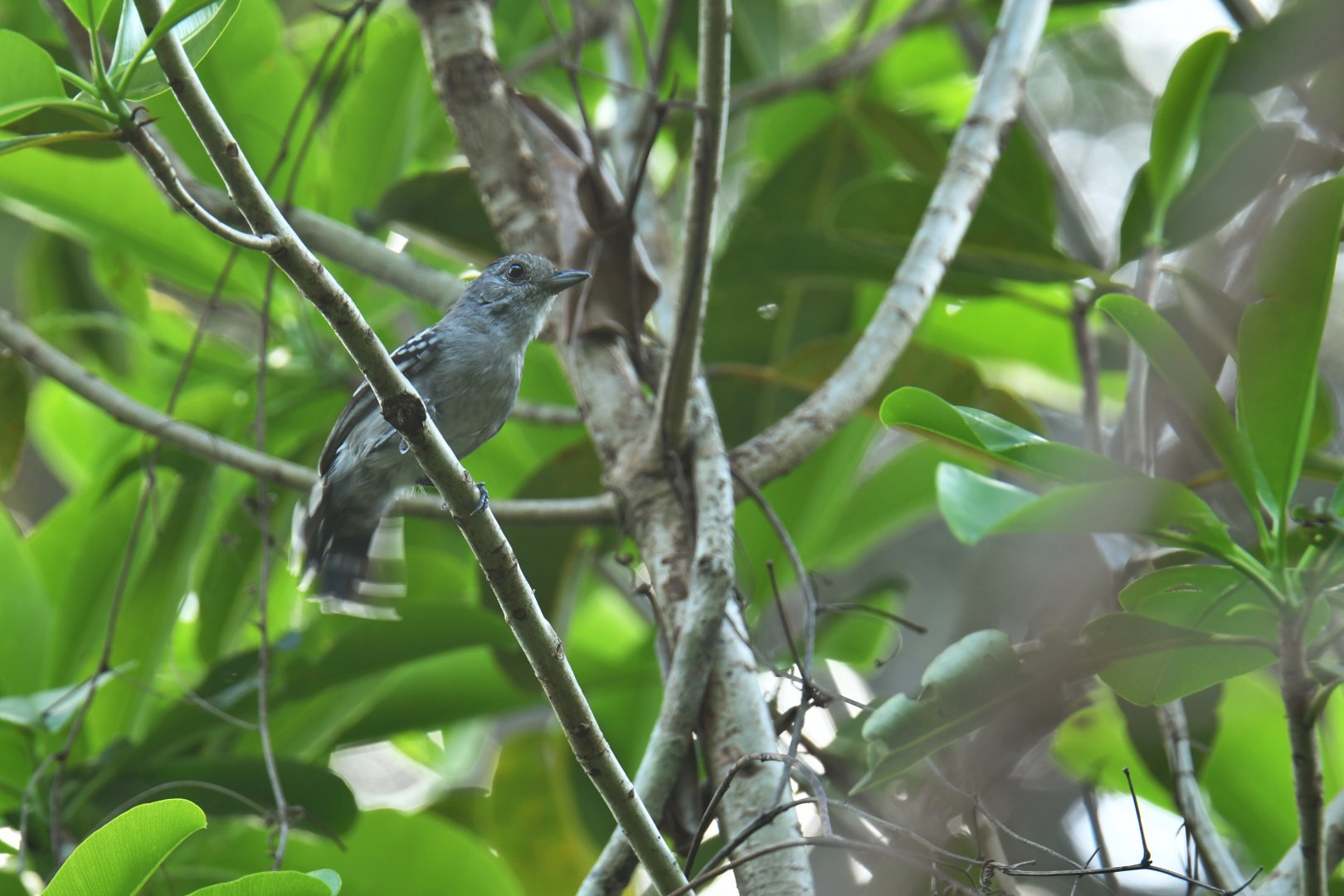 Sooretama Slaty-Antshrike (Thamnophilus ambiguus)