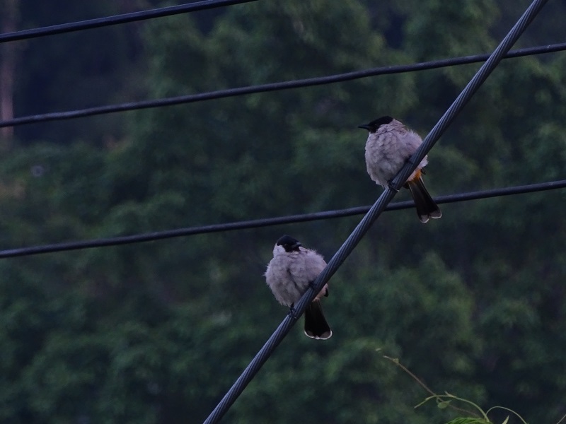 Sooty bulbul (Pycnonotus aurigaster)