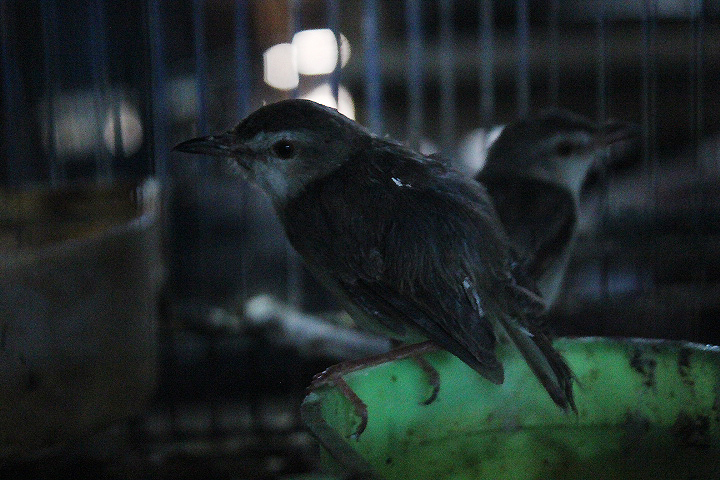 Sooty-capped babbler (Malacopteron affine affine)