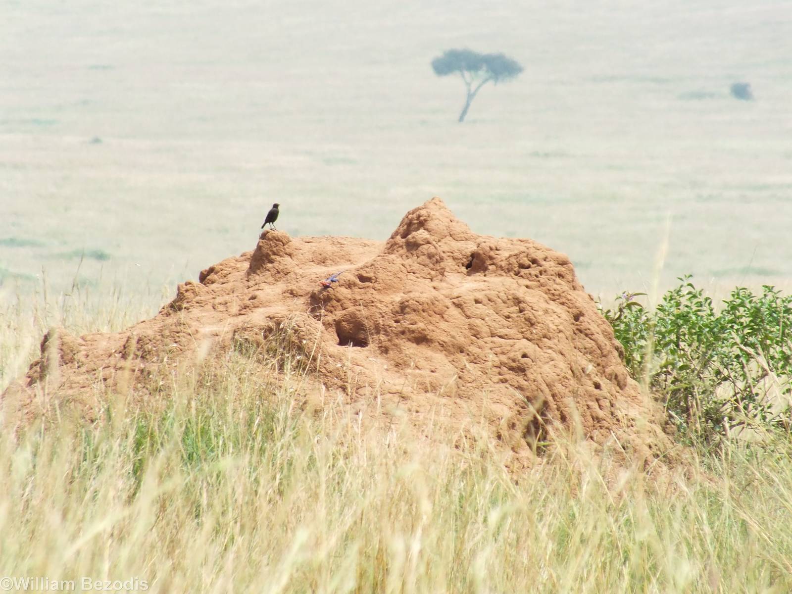 Sooty Chat and Agama - Maasai Mara