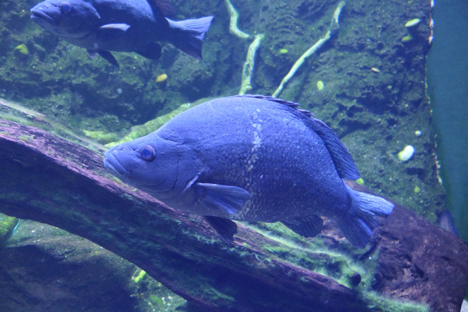 Sooty Grunter (Hephaestus fuliginosus)