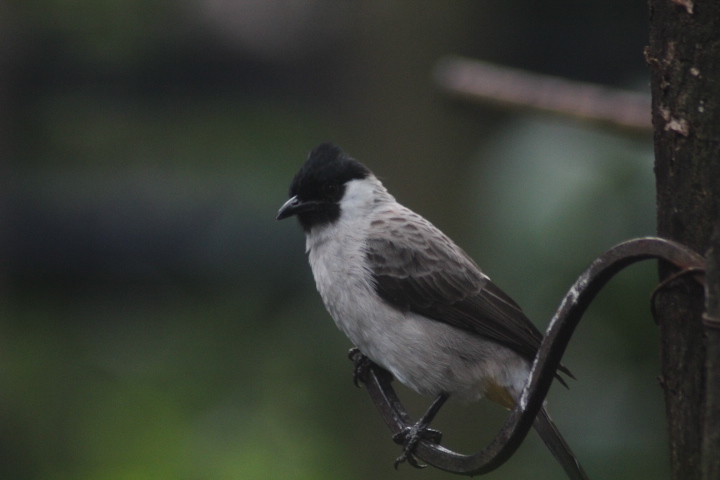 Sooty-headed bulbul (Pycnonotus aurigaster aurigaster)