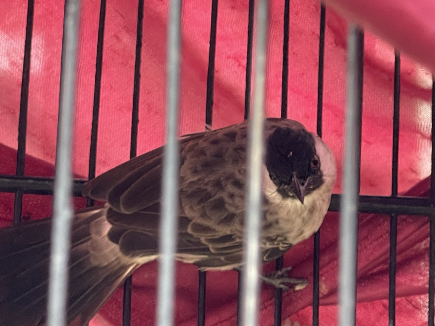 sooty-headed bulbul (pycnonotus aurigaster)