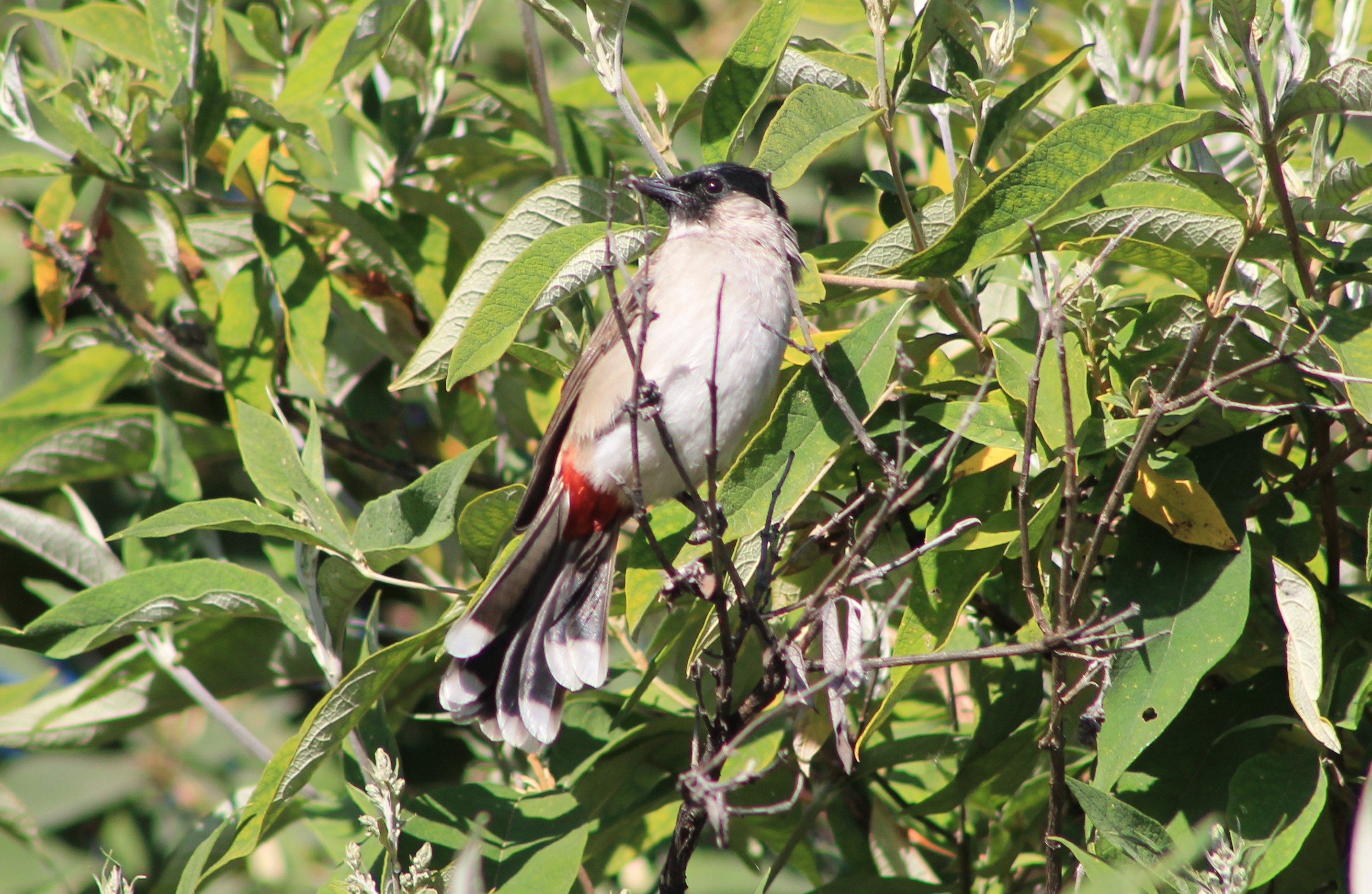 Sooty-headed Bulbul (Pynconotus aurigaster)