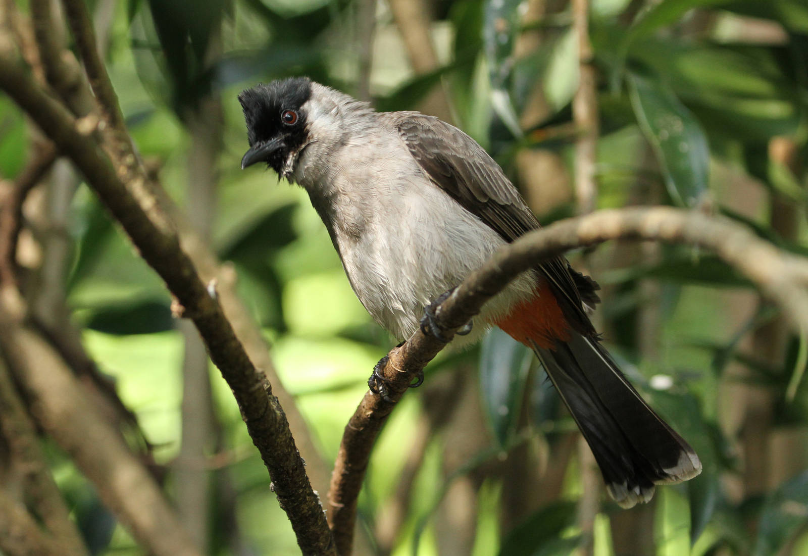 Sooty-headed Bulbul