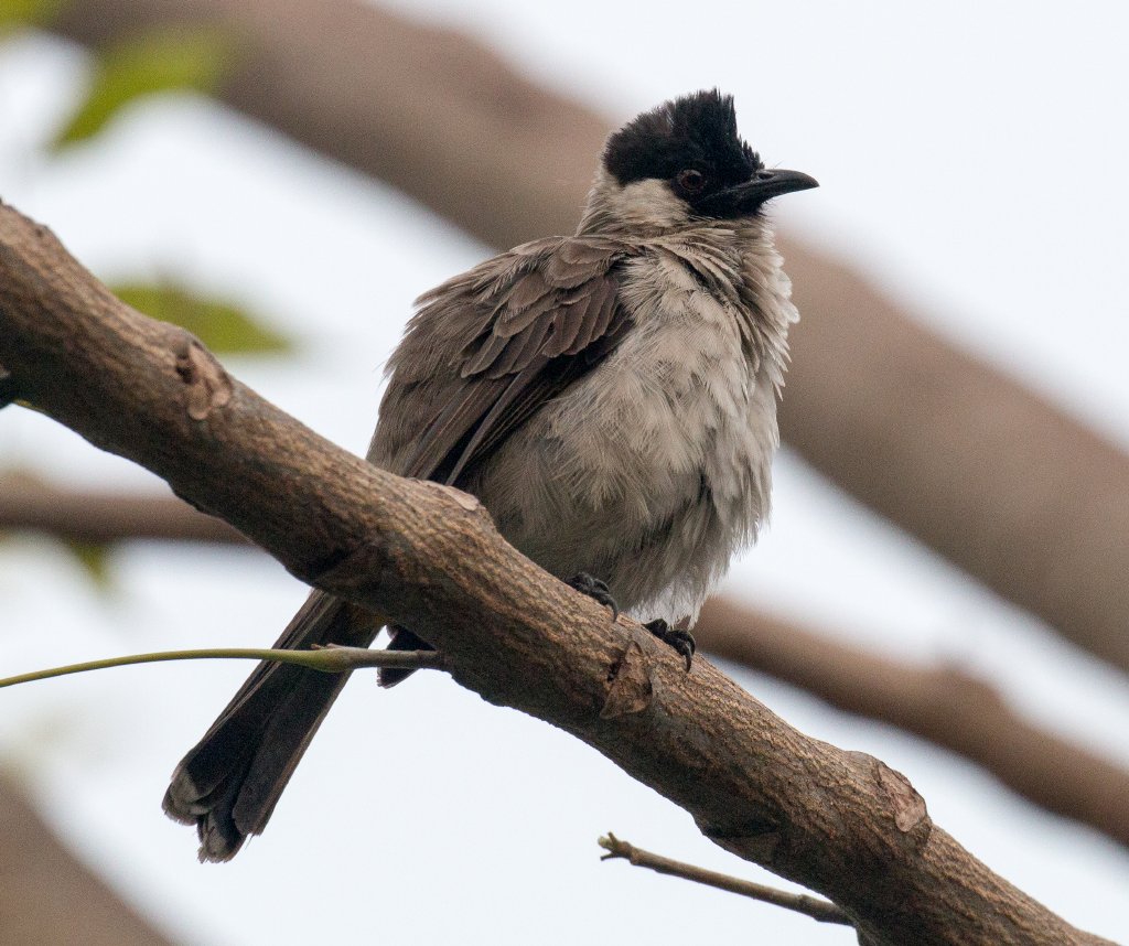 Sooty-headed Bulbul