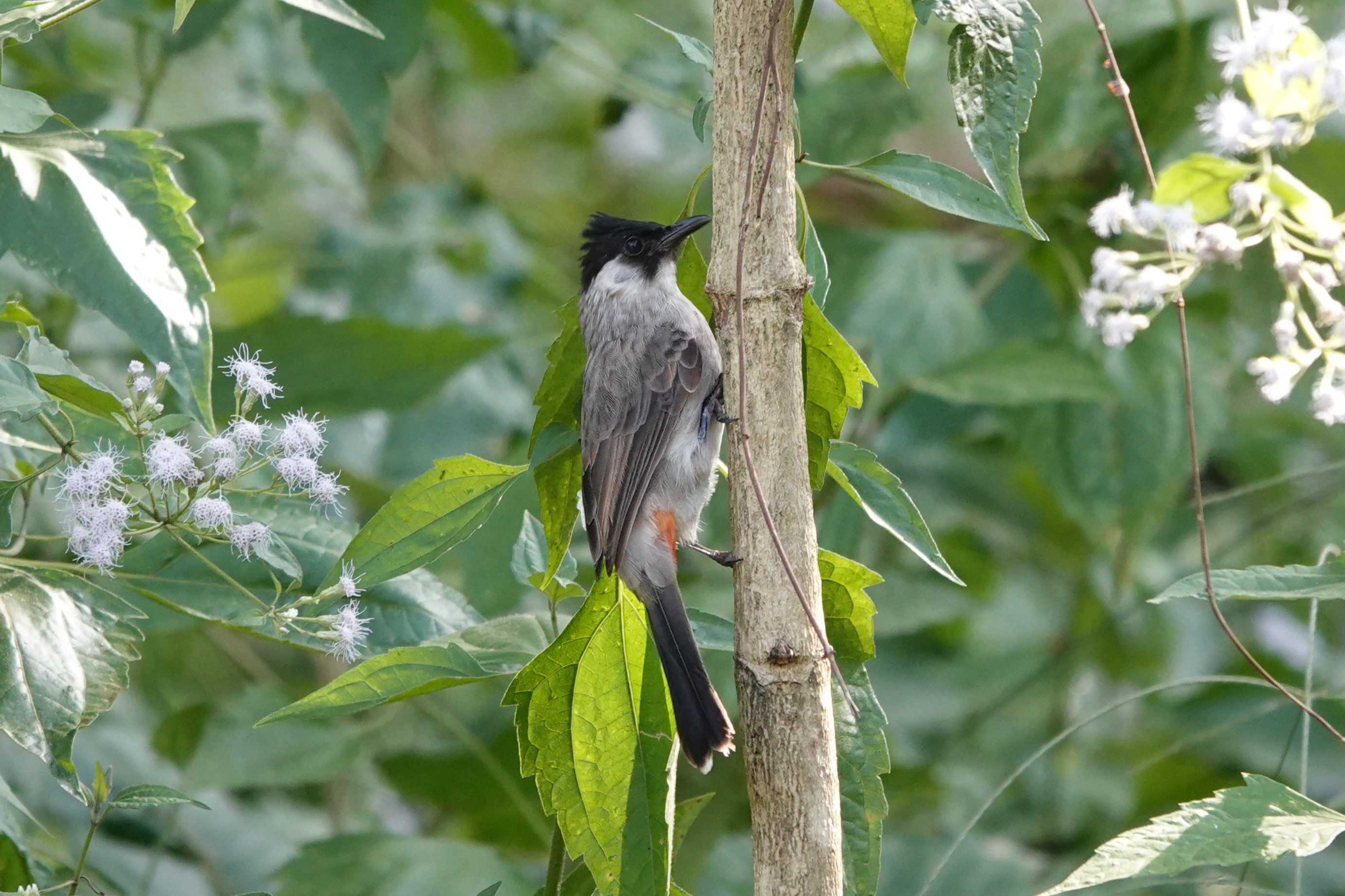 Sooty-headed Bulbul