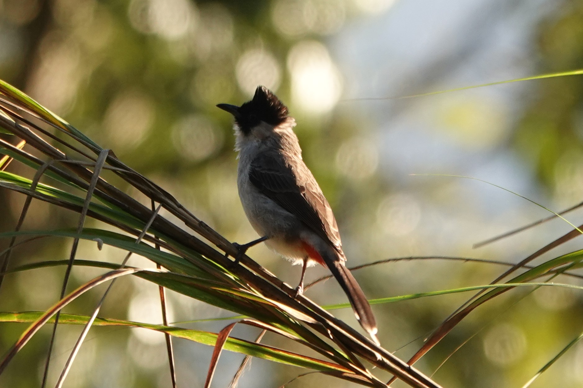 Sooty-headed Bulbul