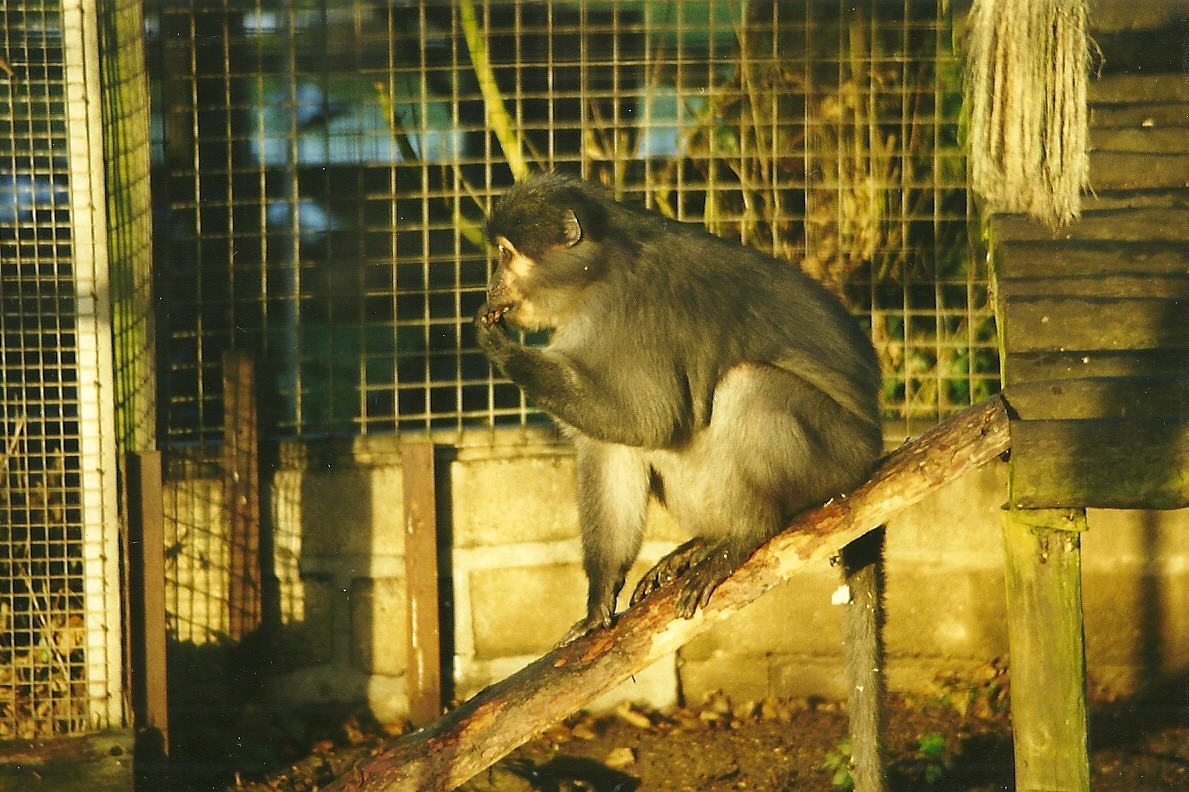 Sooty Mangabey 5th December 1998