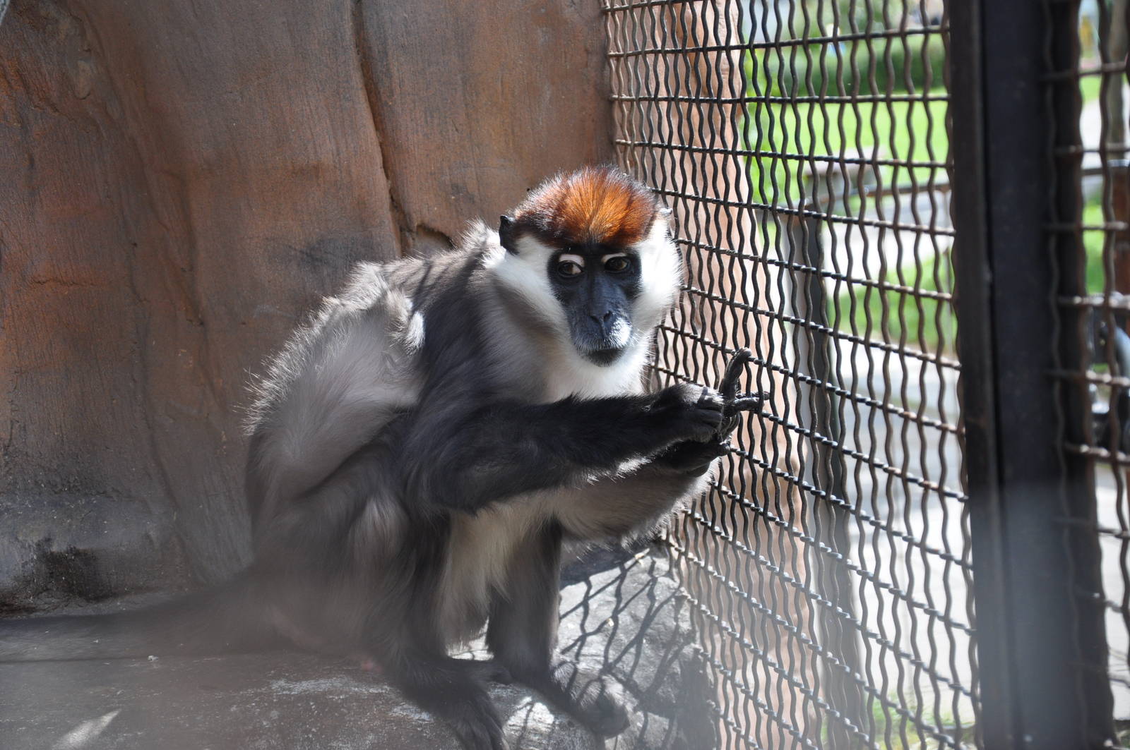 Sooty mangabey/ Cercocebus torquatus torquatus