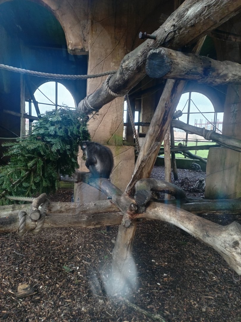 Sooty Mangabey enclosure