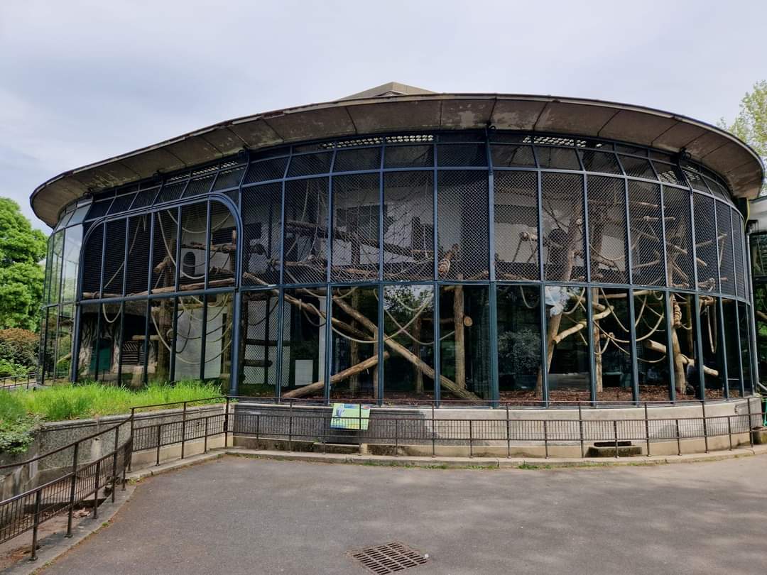 Sooty Mangabey outdoors