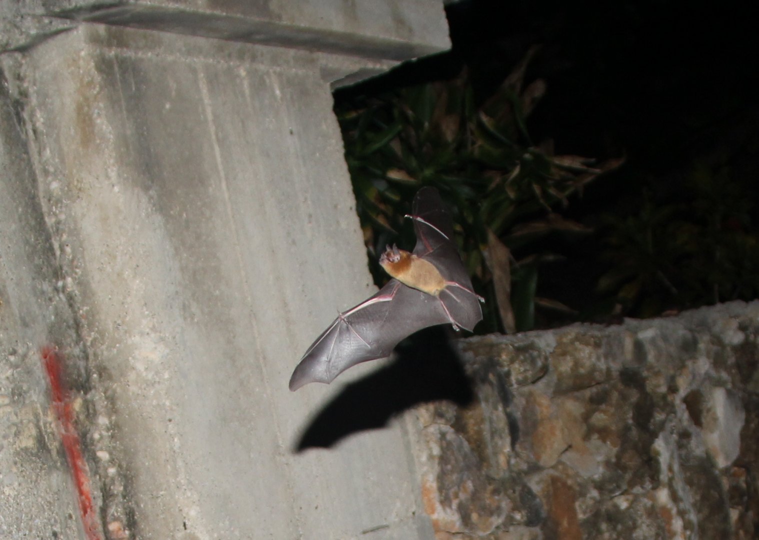 sooty mustached bat (Pteronotus quadridens)