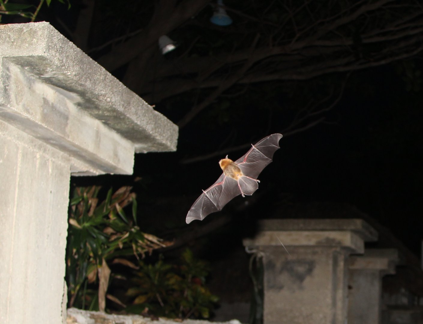 sooty mustached bat (Pteronotus quadridens)