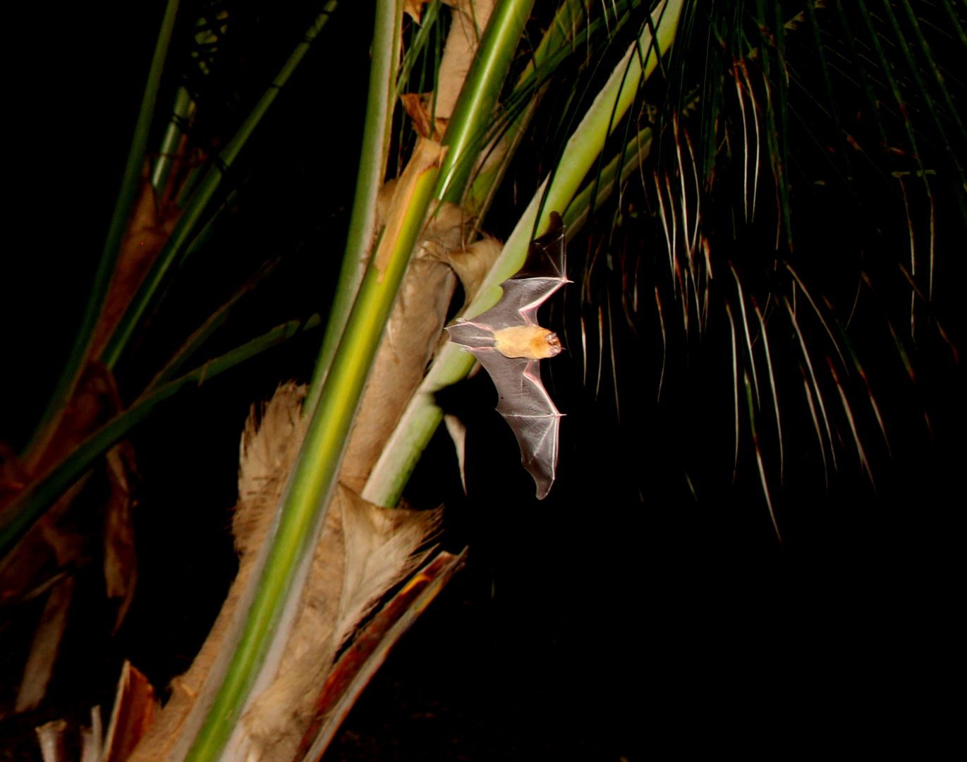 sooty mustached bat (Pteronotus quadridens)